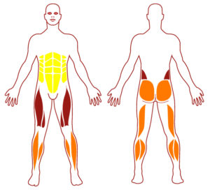 Pictogramme illustrant les groupes musculaires sollicités par l'utilisation de cet équipement. FITPARK