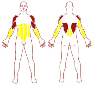 Pictogramme illustrant les groupes musculaires sollicités par l'utilisation de cet équipement. FITPARK