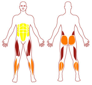 Pictogramme illustrant les groupes musculaires sollicités par l'utilisation de cet équipement. FITPARK