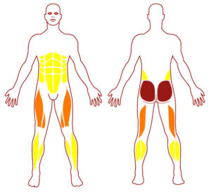 Pictogramme illustrant les groupes musculaires sollicités par l'utilisation de cet équipement. FITPARK