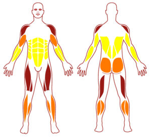 Pictogramme illustrant les groupes musculaires sollicités par l'utilisation de cet équipement. FITPARK