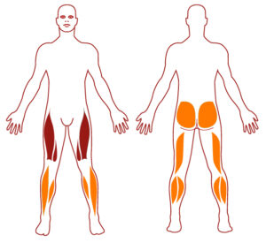 Muscles CT0112 - Stepper - FITPARKFITPARK Pictogramme illustrant les groupes musculaires sollicités par l'utilisation de cet équipement. FITPARK
