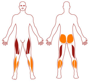 Pictogramme illustrant les groupes musculaires sollicités par l'utilisation de cet équipement. FITPARK