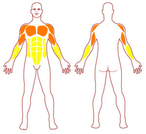 Muscles CT0140 - Sac de Frappe - FITPARK Pictogramme illustrant les groupes musculaires sollicités par l'utilisation de cet équipement. FITPARK