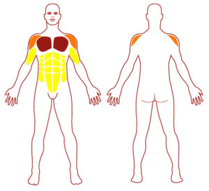 Pictogramme illustrant les groupes musculaires sollicités par l'utilisation de cet équipement. FITPARK