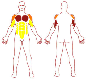 Pictogramme illustrant les groupes musculaires sollicités par l'utilisation de cet équipement. FITPARK