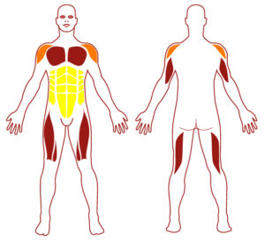 Pictogramme illustrant les groupes musculaires sollicités par l'utilisation de cet équipement. FITPARK