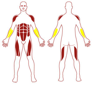 Pictogramme illustrant les groupes musculaires sollicités par l'utilisation de cet équipement. FITPARK