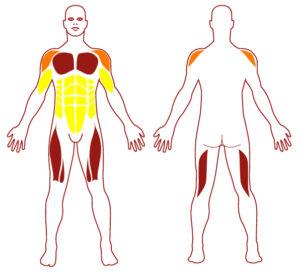 Pictogramme illustrant les groupes musculaires sollicités par l'utilisation de cet équipement. FITPARK