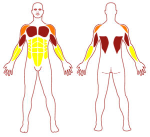 Muscles M0321 - Duo Carrier Traction Arm - FITPARKFITPARK Pictogramme illustrant les groupes musculaires sollicités par l'utilisation de cet équipement. FITPARK
