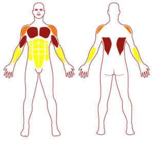 Pictogramme illustrant les groupes musculaires sollicités par l'utilisation de cet équipement. FITPARK