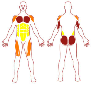 Pictogramme illustrant les groupes musculaires sollicités par l'utilisation de cet équipement. FITPARK