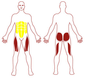 Pictogramme illustrant les groupes musculaires sollicités par l'utilisation de cet équipement. FITPARK