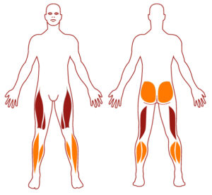 Muscles MU4010 - Pedalier - FITPARKFITPARK Pictogramme illustrant les groupes musculaires sollicités par l'utilisation de cet équipement. FITPARK
