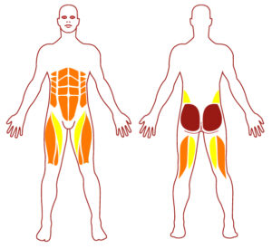 Pictogramme illustrant les groupes musculaires sollicités par l'utilisation de cet équipement. FITPARK