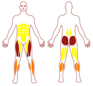 Pictogramme illustrant les groupes musculaires sollicités par l'utilisation de cet équipement. FITPARK