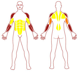 Pictogramme illustrant les groupes musculaires sollicités par l'utilisation de cet équipement. FITPARK