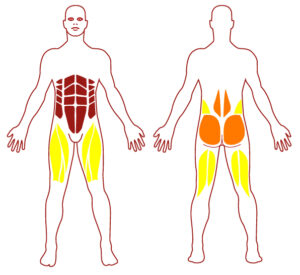 Pictogramme illustrant les groupes musculaires sollicités par l'utilisation de cet équipement. Muscles PMS0817 - Marche sur l’eau - FITPARK