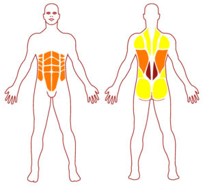 Pictogramme illustrant les groupes musculaires sollicités par l'utilisation de cet équipement. FITPARK