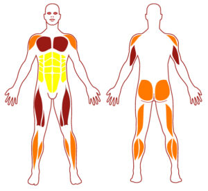 Pictogramme illustrant les groupes musculaires sollicités par l'utilisation de cet équipement. FITPARK