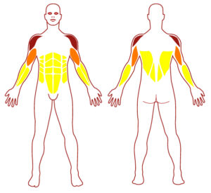 Pictogramme illustrant les groupes musculaires sollicités par l'utilisation de cet équipement. FITPARK