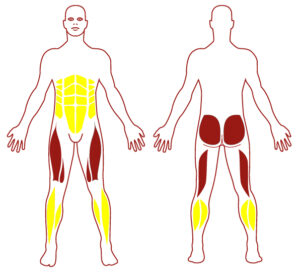 Pictogramme illustrant les groupes musculaires sollicités par l'utilisation de cet équipement. FITPARK