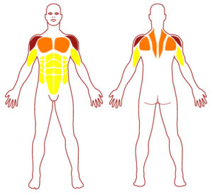 Pictogramme illustrant les groupes musculaires sollicités par l'utilisation de cet équipement. FITPARK
