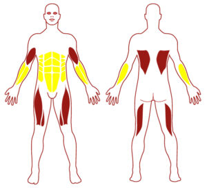 Pictogramme illustrant les groupes musculaires sollicités par l'utilisation de cet équipement. FITPARK
