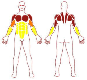 Pictogramme illustrant les groupes musculaires sollicités par l'utilisation de cet équipement. FITPARK