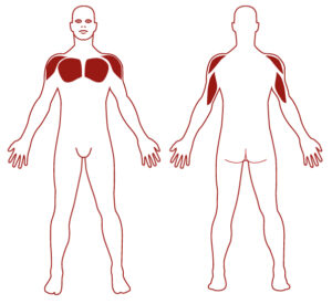 Pictogramme illustrant les groupes musculaires sollicités par l'utilisation de cet équipement. FITPARK
