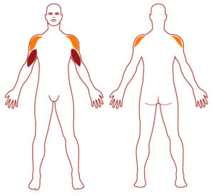 Pictogramme illustrant les groupes musculaires sollicités par l'utilisation de cet équipement. FITPARK