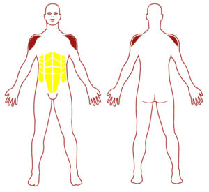 Pictogramme illustrant les groupes musculaires sollicités par l'utilisation de cet équipement. FITPARK