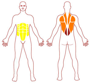 Pictogramme illustrant les groupes musculaires sollicités par l'utilisation de cet équipement. FITPARK