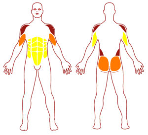 Pictogramme illustrant les groupes musculaires sollicités par l'utilisation de cet équipement. FITPARK