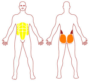 Muscles S0211 - Duo Twister Assis Debout - FITPARKFITPARK Pictogramme illustrant les groupes musculaires sollicités par l'utilisation de cet équipement. FITPARK