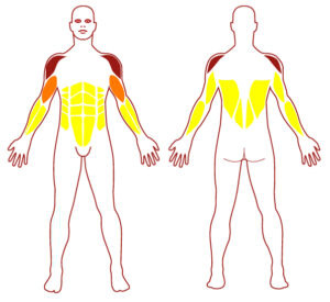 Pictogramme illustrant les groupes musculaires sollicités par l'utilisation de cet équipement. FITPARK