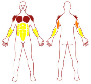 Pictogramme illustrant les groupes musculaires sollicités par l'utilisation de cet équipement. FITPARK