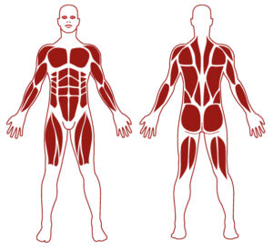 Muscles SWO - M1321 - Les Parallettes - FITPARKFITPARK Pictogramme illustrant les groupes musculaires sollicités par l'utilisation de cet équipement. FITPARK