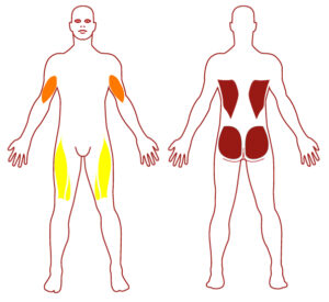 Pictogramme illustrant les groupes musculaires sollicités par l'utilisation de cet équipement. FITPARK