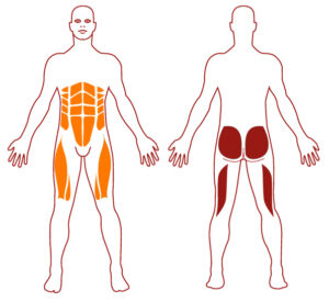 Pictogramme illustrant les groupes musculaires sollicités par l'utilisation de cet équipement. FITPARK