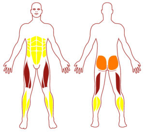 Pictogramme illustrant les groupes musculaires sollicités par l'utilisation de cet équipement. FITPARK