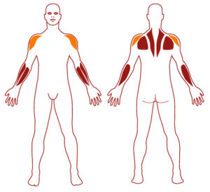 Pictogramme illustrant les groupes musculaires sollicités par l'utilisation de cet équipement. FITPARK