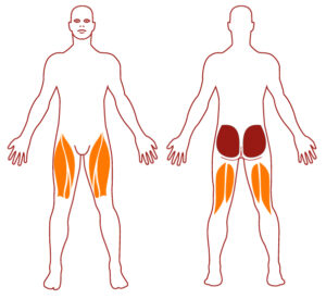 Pictogramme illustrant les groupes musculaires sollicités par l'utilisation de cet équipement. FITPARK