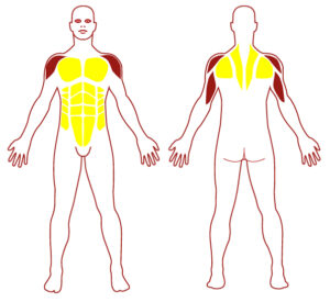 Pictogramme illustrant les groupes musculaires sollicités par l'utilisation de cet équipement. FITPARK