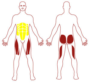 Pictogramme illustrant les groupes musculaires sollicités par l'utilisation de cet équipement. FITPARK