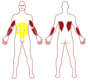 Pictogramme illustrant les groupes musculaires sollicités par l'utilisation de cet équipement. FITPARK