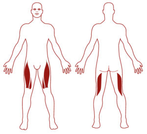 Pictogramme illustrant les groupes musculaires sollicités par l'utilisation de cet équipement. FITPARK