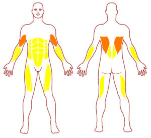 Pictogramme illustrant les groupes musculaires sollicités par l'utilisation de cet équipement. FITPARK