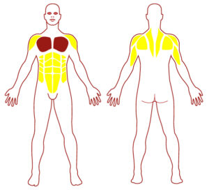 Pictogramme illustrant les groupes musculaires sollicités par l'utilisation de cet équipement. FITPARK
