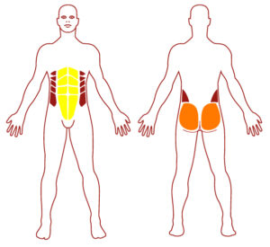 Pictogramme illustrant les groupes musculaires sollicités par l'utilisation de cet équipement. FITPARK